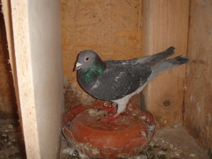 008440-10 F Loc 3 finala Derby Columbodrom Piatra NeamtzPetealcu Tanase vandut