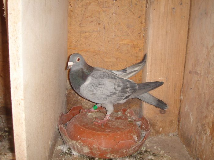 HUNG 17-22138-10 F Columbodrom Piatra Neamtz zburata pe numele  dl Festila Ioan vanduta