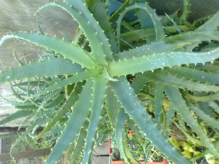 Aloe Vera; Aloe Arborescens
