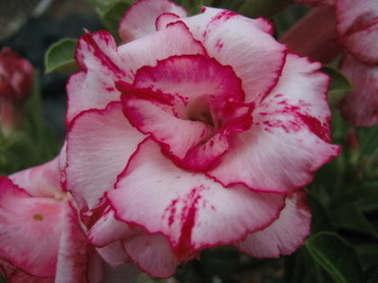 Lady Gaga DIN APRILIE 2014 - ADENIUM cum vor arata