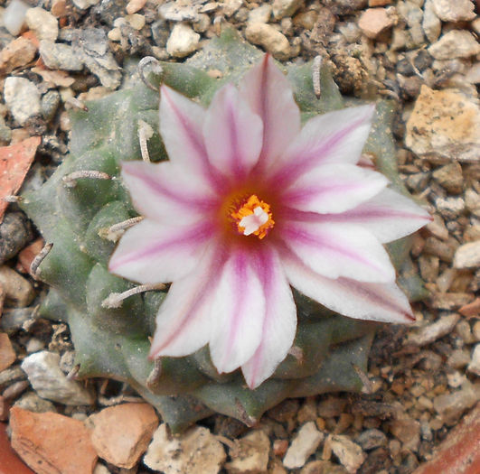 turbinicarpus panarotoi