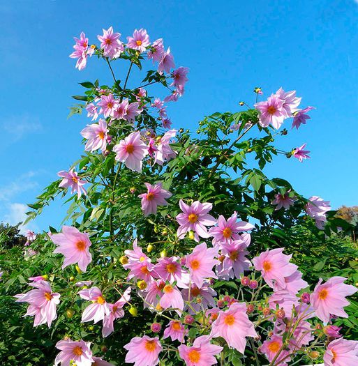 dahlia_imperialis - a-alte seminte rare