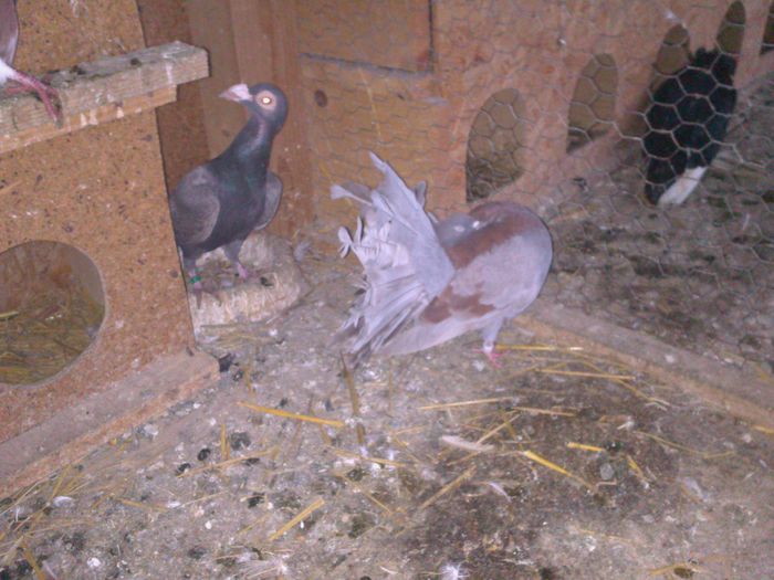 DSC_1228 - PORUMBEII MEI