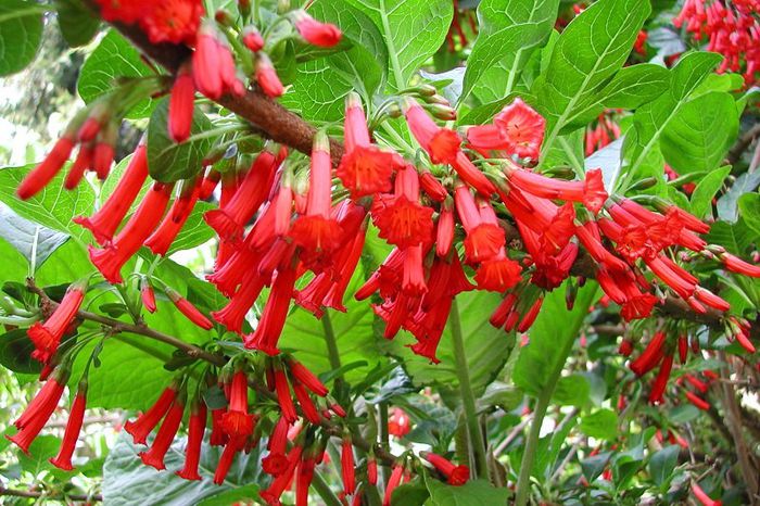 Iochroma Australis rosie - a-alte seminte rare