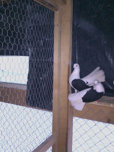 DSC_1230 - PORUMBEII MEI