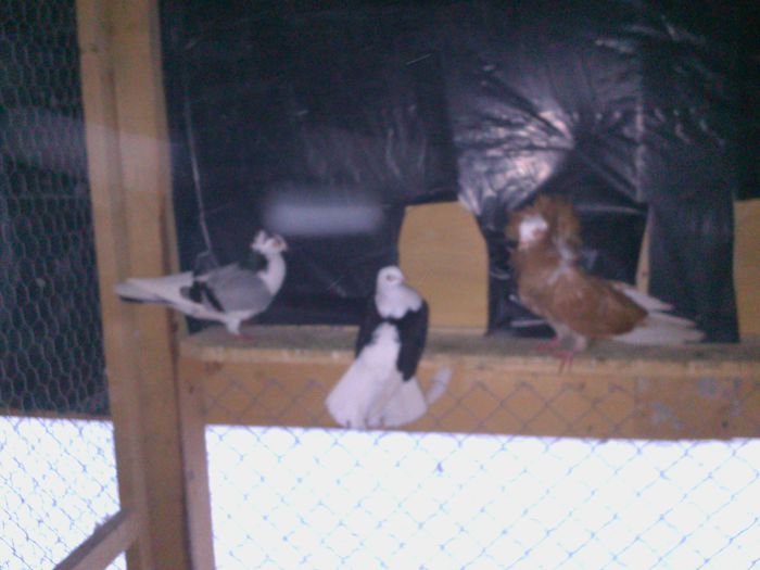 DSC_1231 - PORUMBEII MEI