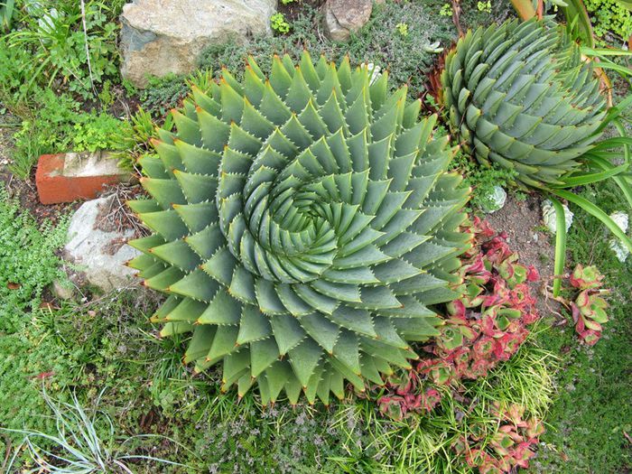 Aloe Polyphylla - a-alte seminte rare