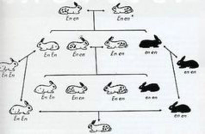 schema de inperechere a fluturelui german - 1 CONTACT