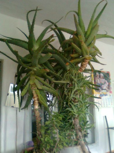Aloe Vera