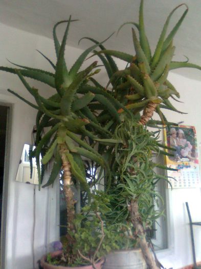 Aloe Vera
