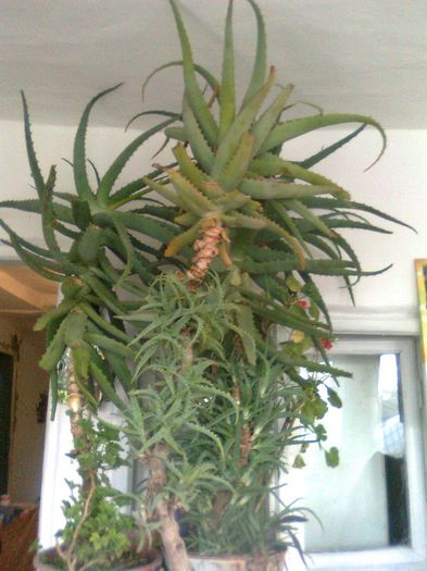 Aloe Vera
