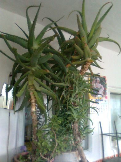 Aloe Vera