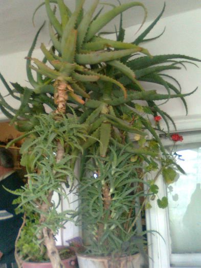 Aloe Vera