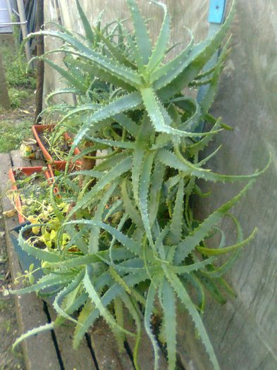 Aloe Vera