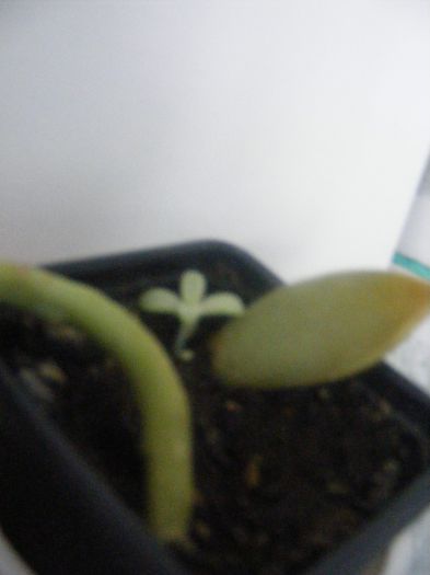 dintr-o frunza a dat un pui