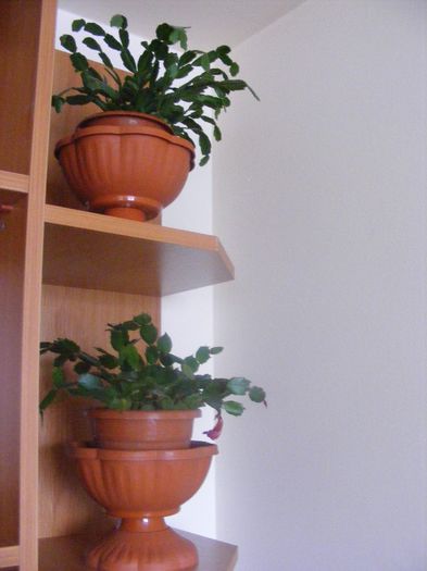 am avut floricele dar nu am avut aparat