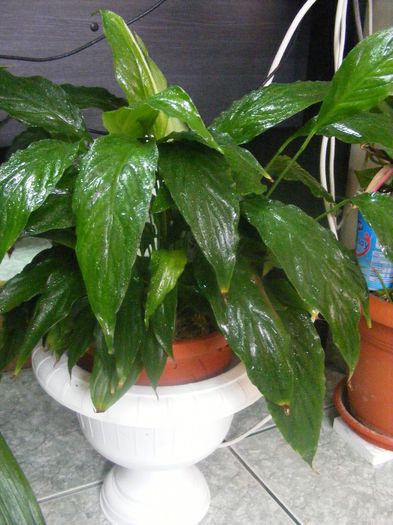 spatyphilum pitic - Plante verzi