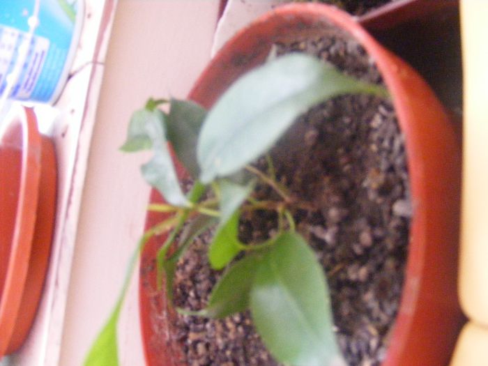 ficus benjamin