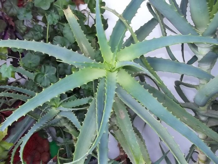 Aloe Vera