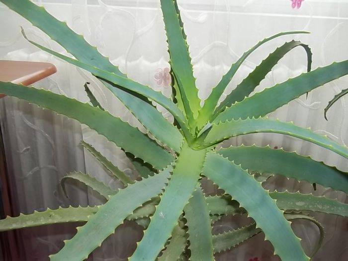 Aloe Vera - Aloe Vera