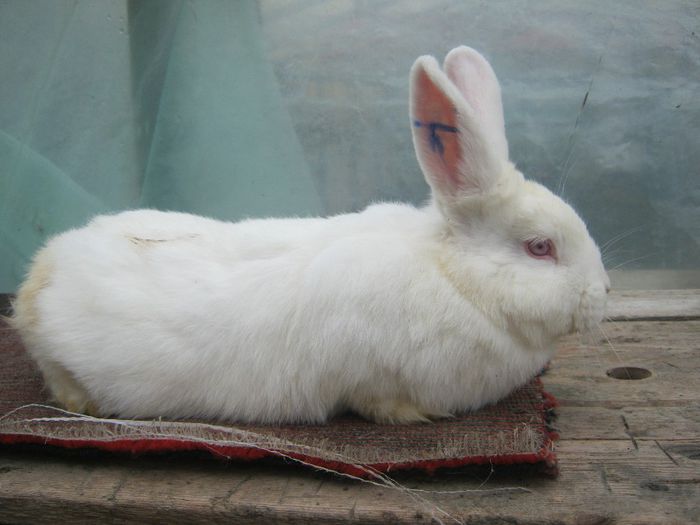 F2; 3 LUNI SI 13 ZILE
