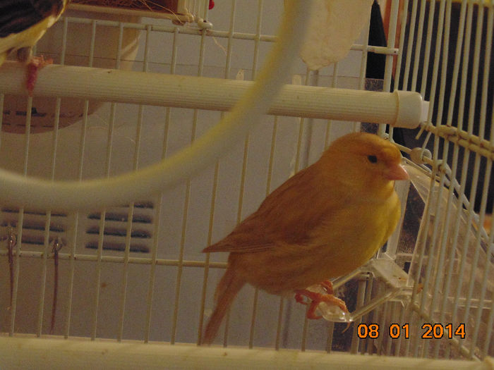 DSC01473 - Canari