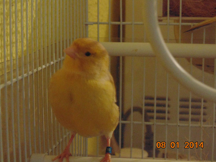 DSC01475 - Canari