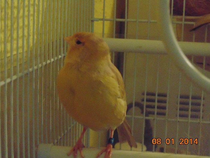 DSC01476 - Canari