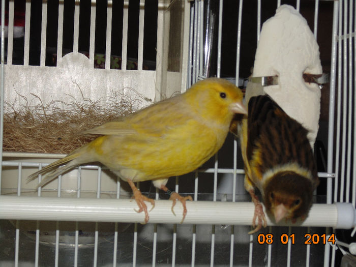 DSC01480 - Canari