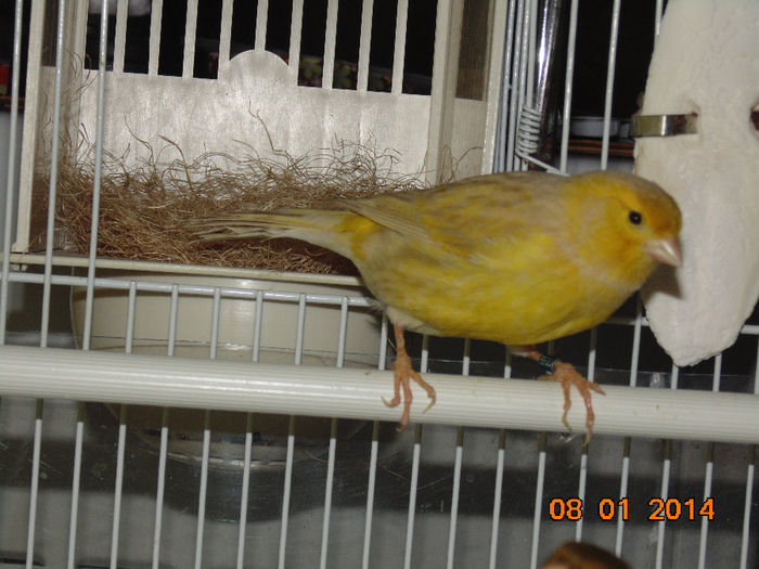 DSC01481 - Canari