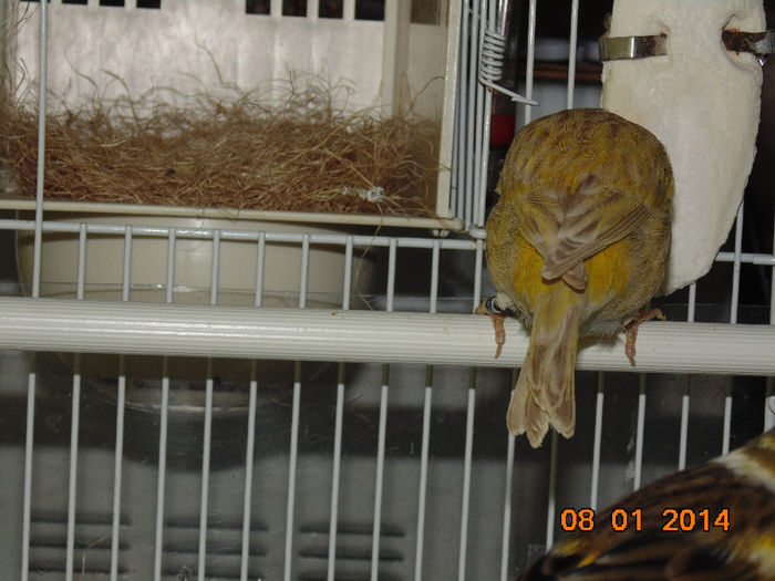 DSC01483 - Canari