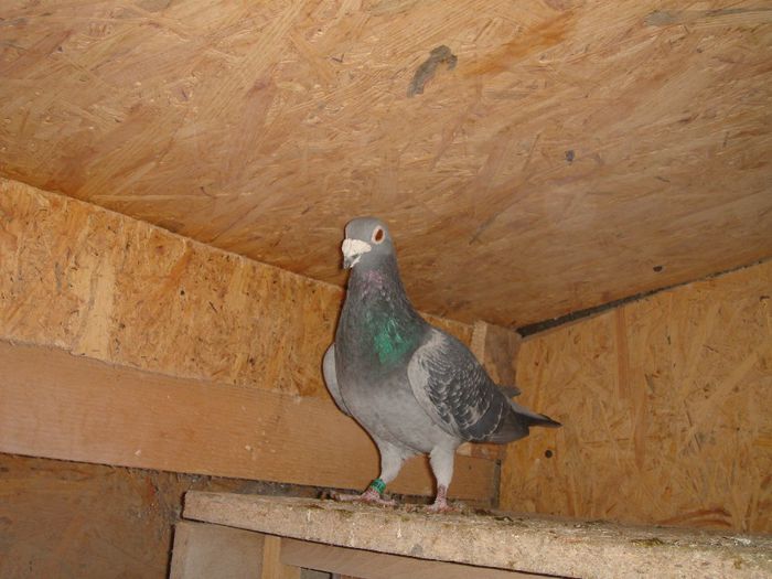 0171001-11 M Columbodrom Piatra Neamtz Munteanu Vasile vandut