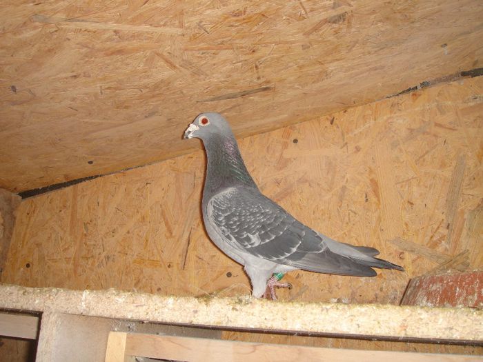 0171001-11 M Columbodrom Piatra Neamtz Munteanu Vasile vandut