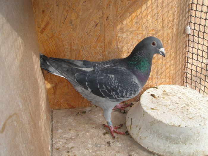 2410112-11 M Andrei Marius vandut