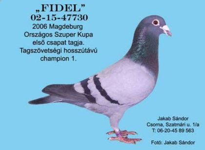 FIDEL ORIGINAL - MASCUL NR 2