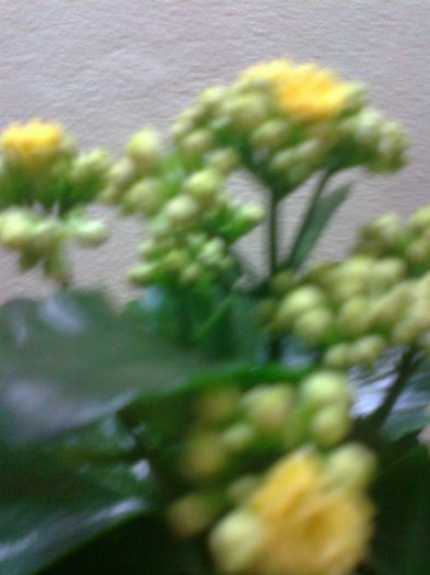 Fotografie0205[1] - kalanchoe