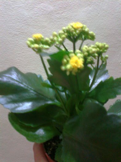 Fotografie0207[1] - kalanchoe