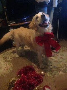 1506441_661080513944310_1334848625_n