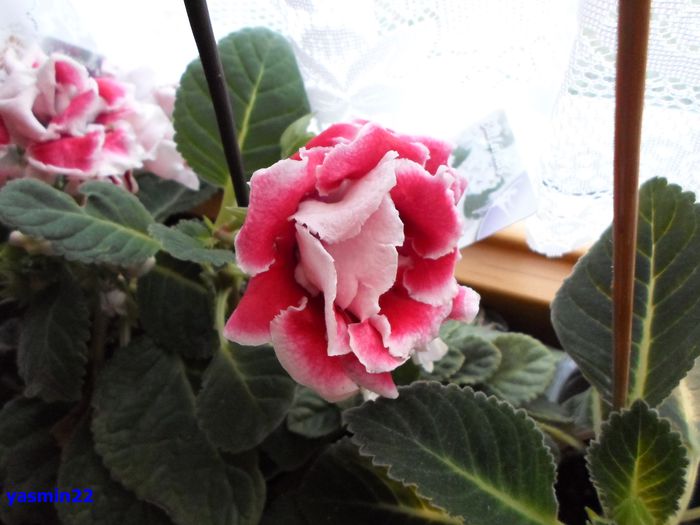 019 - Gloxinia Scarlet-pierdut