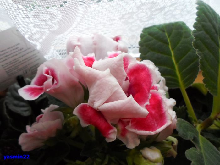 020 - Gloxinia Scarlet-pierdut