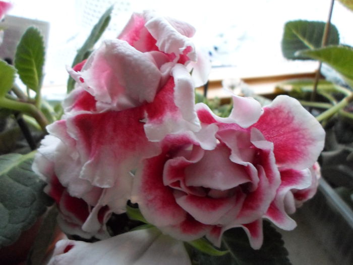 023 - Gloxinia Scarlet-pierdut