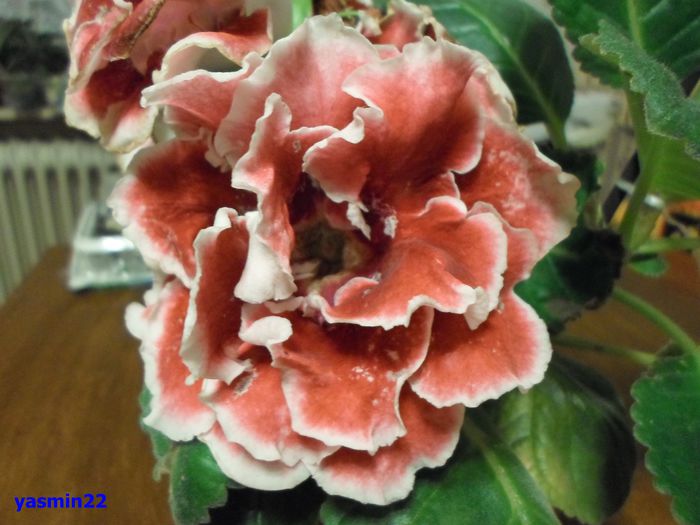 180 - Gloxinia Scarlet-pierdut