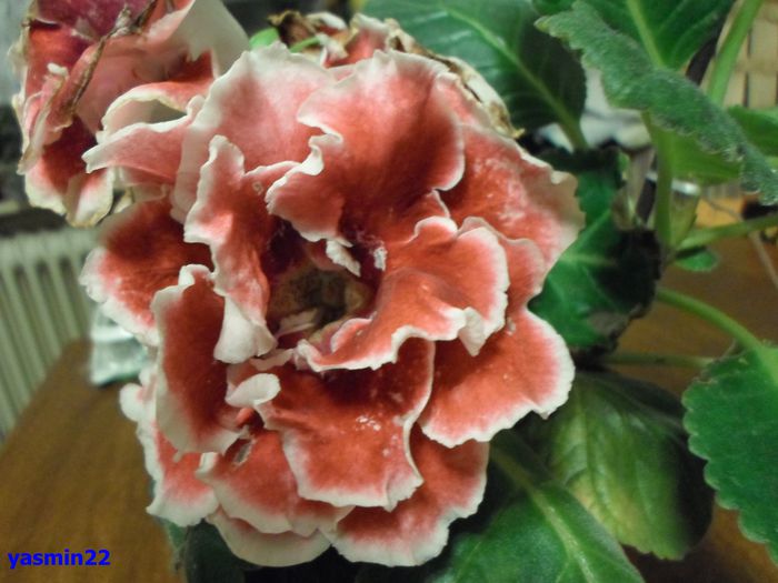 182 - Gloxinia Scarlet-pierdut