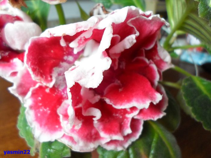 196 - Gloxinia Scarlet-pierdut