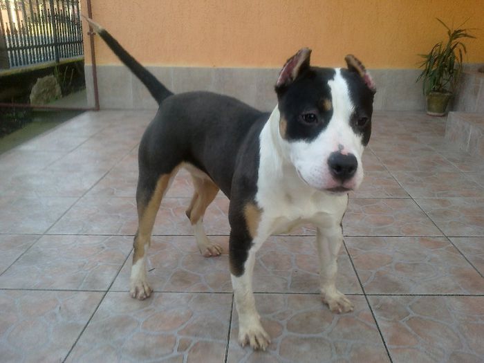 Vega- 10 luni - PRENOTARI PUI PITBULL TRICOLOR expirat