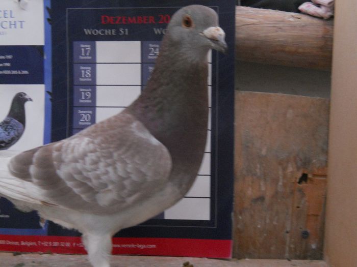 Anduseac Vasile; M-2012-bricoux
