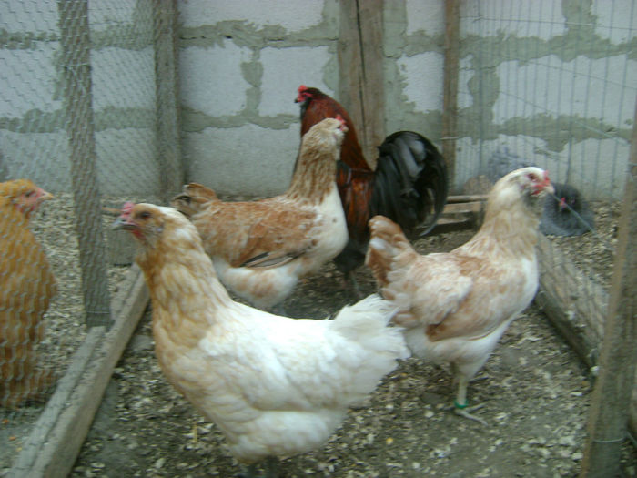 DSC03792 - Ameraucana