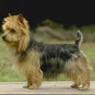 Australian Terrier0 - CIOBANESTI