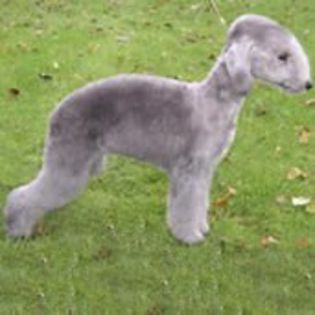 BedlingtonTerrier0