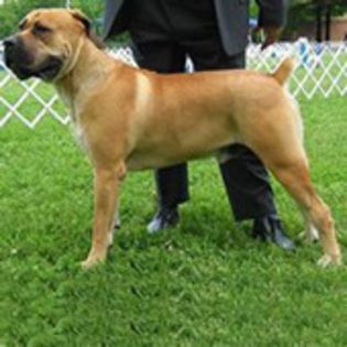 Boerboel0 - CIOBANESTI